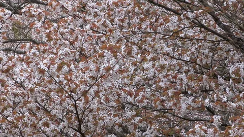 Cherry Blossoms In Full Bloom At Mount Yoshino, Nara Prefecture, Japan Stock Footage 100982722