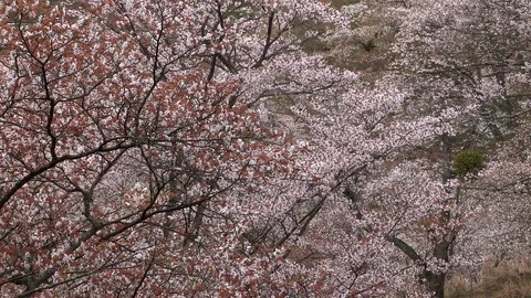 Cherry Blossoms In Full Bloom At Mount Yoshino, Nara Prefecture, Japan Stock Footage 100982735