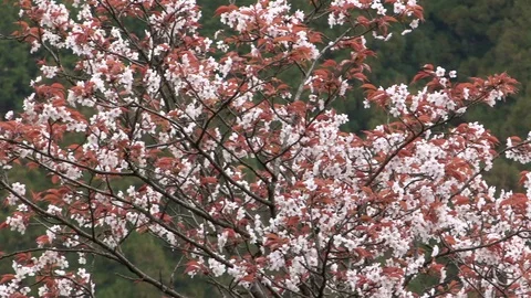 Cherry Blossoms In Full Bloom At Mount Yoshino, Nara Prefecture, Japan Stock Footage 100982747