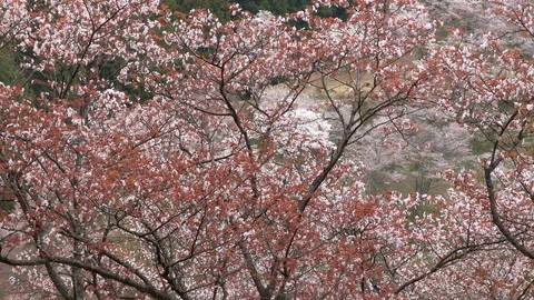 Cherry Blossoms In Full Bloom At Mount Yoshino, Nara Prefecture, Japan Stock Footage 100982758