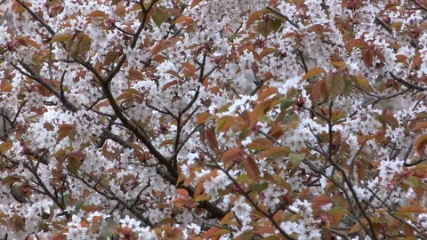 Cherry Blossoms In Full Bloom At Mount Yoshino, Nara Prefecture, Japan Stock Footage 100982801