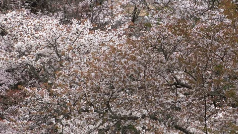 Cherry Blossoms In Full Bloom At Mount Yoshino, Nara Prefecture, Japan Stock Footage 100983050