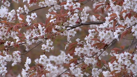Cherry Blossoms In Full Bloom At Mount Yoshino, Nara Prefecture, Japan Stock Footage 100983053