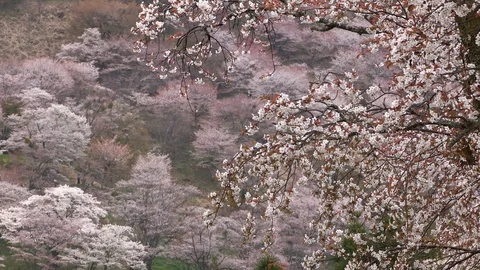 Cherry Blossoms In Full Bloom At Mount Yoshino, Nara Prefecture, Japan Stock Footage 100983074