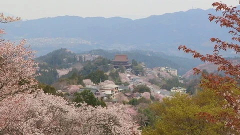 Cherry Blossoms In Full Bloom At Mount Yoshino, Nara Prefecture, Japan Video stock 100983183