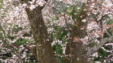 Cherry Blossoms In Full Bloom At Mount Yoshino, Nara Prefecture, Japan Stock Footage 100983197