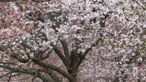 Cherry Blossoms In Full Bloom At Mount Yoshino, Nara Prefecture, Japan Stock Footage 100983463