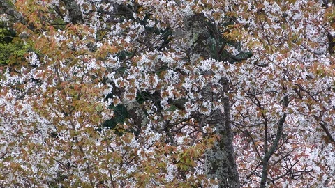 Cherry Blossoms In Full Bloom At Mount Yoshino, Nara Prefecture, Japan Stock Footage 100983469
