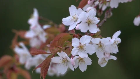 Cherry Blossoms In Full Bloom At Mount Yoshino, Nara Prefecture, Japan Stock Footage 100983516