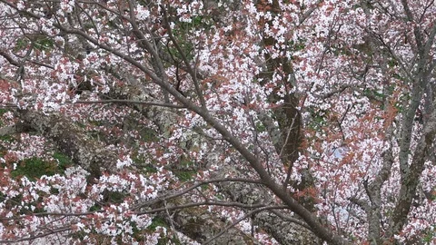Cherry Blossoms In Full Bloom At Mount Yoshino, Nara Prefecture, Japan Stock Footage 100983764