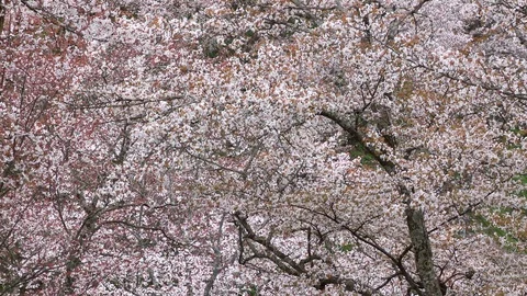 Cherry Blossoms In Full Bloom At Mount Yoshino, Nara Prefecture, Japan Stock Footage 100984013
