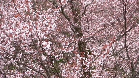 Cherry Blossoms In Full Bloom At Mount Yoshino, Nara Prefecture, Japan Stock Footage 100984026