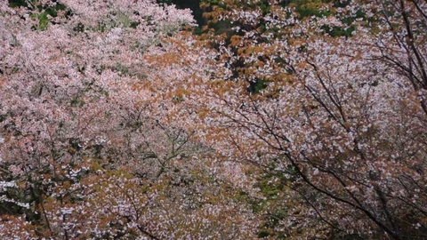 Cherry Blossoms In Full Bloom At Mount Yoshino, Nara Prefecture, Japan Stock Footage 100984027