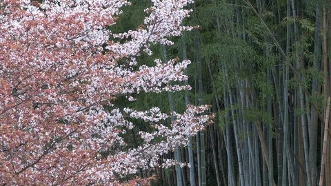 Cherry Blossoms In Full Bloom At Mount Yoshino, Nara Prefecture, Japan Stock Footage 101033247