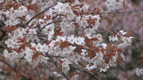 Cherry Blossoms In Full Bloom At Mount Yoshino, Nara Prefecture, Japan Stock Footage 101033342