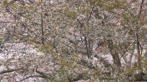 Cherry Blossoms In Full Bloom At Mount Yoshino, Nara Prefecture, Japan Stock Footage 101033640