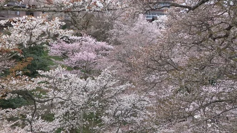 Cherry Blossoms In Full Bloom At Mount Yoshino, Nara Prefecture, Japan Stock Footage 101033641