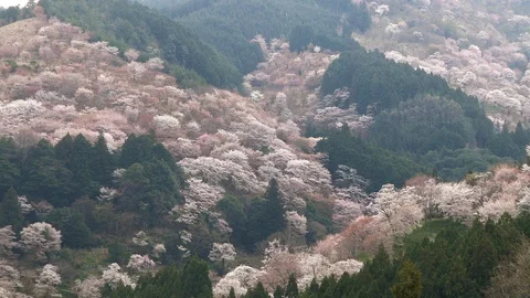 Cherry Blossoms In Full Bloom At Mount Yoshino, Nara Prefecture, Japan Stock Footage 101033671