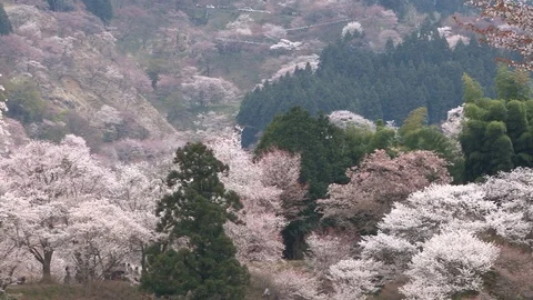Cherry Blossoms In Full Bloom At Mount Yoshino, Nara Prefecture, Japan Stock Footage 101033755