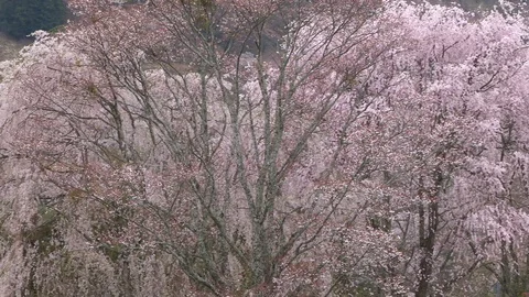 Cherry Blossoms In Full Bloom At Mount Yoshino, Nara Prefecture, Japan Stock Footage 101033838