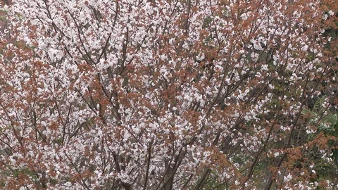 Cherry Blossoms In Full Bloom At Mount Yoshino, Nara Prefecture, Japan Stock Footage 101033898