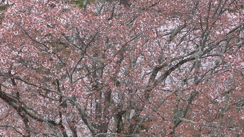 Cherry Blossoms In Full Bloom At Mount Yoshino, Nara Prefecture, Japan Stock Footage 101033970
