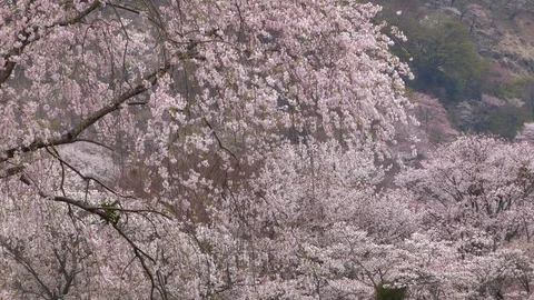 Cherry Blossoms In Full Bloom At Mount Yoshino, Nara Prefecture, Japan Stock Footage 101033981