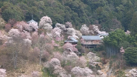 Cherry Blossoms In Full Bloom At Mount Yoshino, Nara Prefecture, Japan Stock Footage 101033993