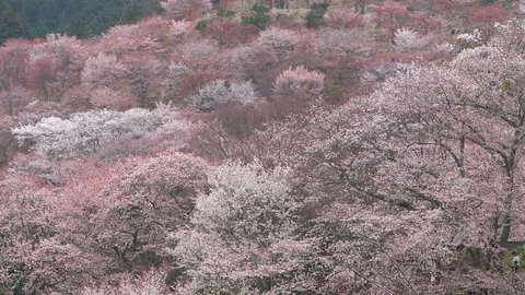Cherry Blossoms In Full Bloom At Mount Yoshino, Nara Prefecture, Japan Stock Footage
