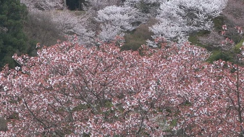 Cherry Blossoms In Full Bloom At Mount Yoshino, Nara Prefecture, Japan Stock Footage 101034142