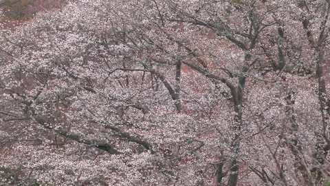 Cherry Blossoms In Full Bloom At Mount Yoshino, Nara Prefecture, Japan Stock Footage 101034151