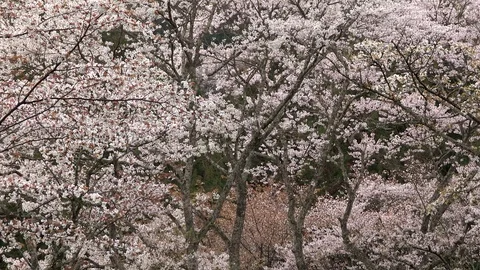 Cherry Blossoms In Full Bloom At Mount Yoshino, Nara Prefecture, Japan Stock Footage 101034191
