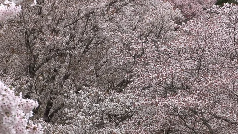 Cherry Blossoms In Full Bloom At Mount Yoshino, Nara Prefecture, Japan Stock Footage 101034238