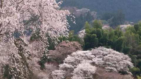 Cherry Blossoms In Full Bloom At Mount Yoshino, Nara Prefecture, Japan Stock Footage 101034306