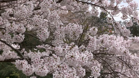 Cherry Blossoms In Full Bloom At Mount Yoshino, Nara Prefecture, Japan Vidéo 101034422