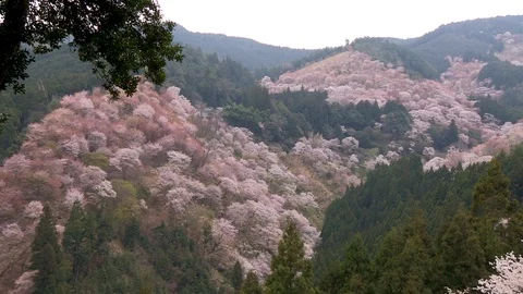Cherry Blossoms In Full Bloom At Mount Yoshino, Nara Prefecture, Japan Stock Footage 101034475