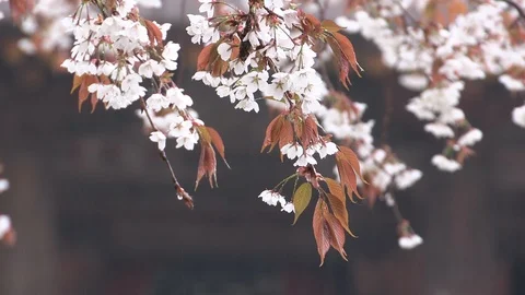 Cherry Blossoms In Full Bloom At Mount Yoshino, Nara Prefecture, Japan Stock Footage 101034561