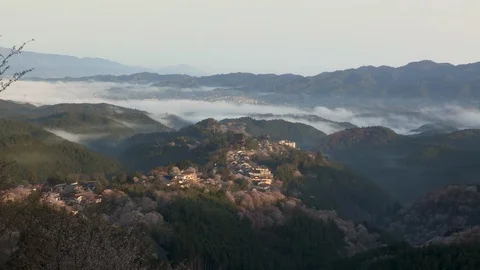 Cherry Blossoms In Full Bloom At Mount Yoshino, Nara Prefecture, Japan Stock Footage 101034621