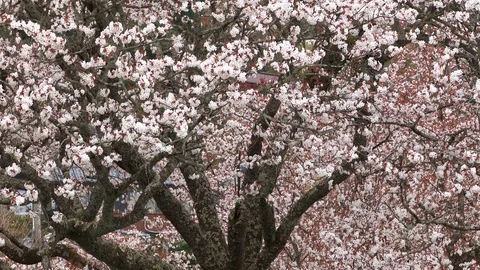 Cherry Blossoms In Full Bloom At Mount Yoshino, Nara Prefecture, Japan Stock Footage 101034691