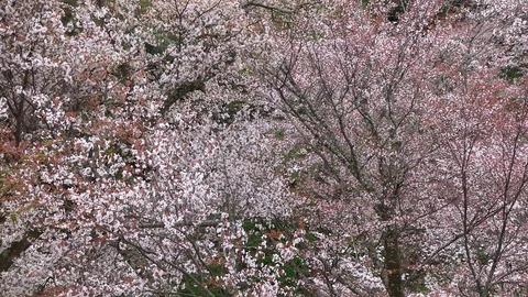 Cherry Blossoms In Full Bloom At Mount Yoshino, Nara Prefecture, Japan Stock Footage 101034706