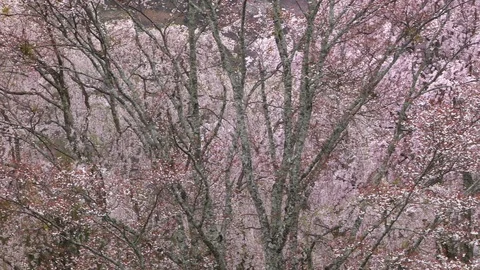 Cherry Blossoms In Full Bloom At Mount Yoshino, Nara Prefecture, Japan Stock Footage 101038233