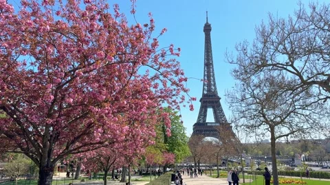 Cherry blossoms in full bloom near the Eiffel Tower, spring in Paris, famous Stock Footage 346118626