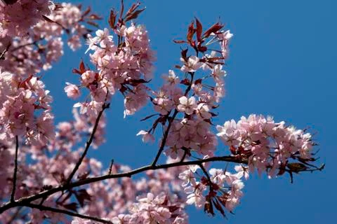 Cherry blossoms in full bloom Stock Photos