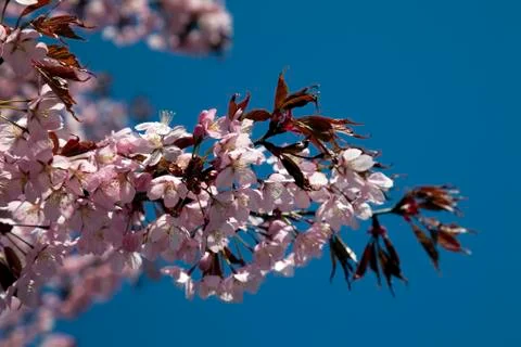 Cherry blossoms in full bloom Stock Photos