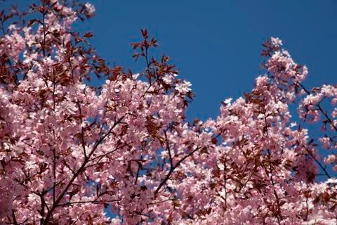 Cherry blossoms in full bloom Stock Photos