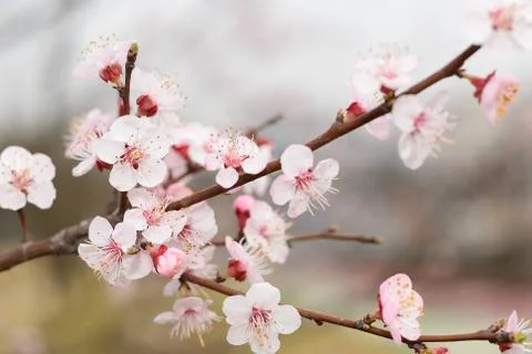 Cherry blossoms in full bloom Foto stock