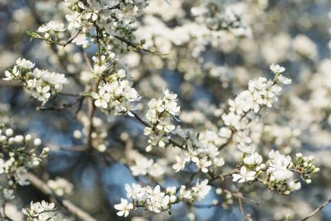Cherry blossoms in full bloom Foto stock