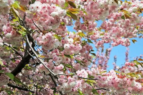 Cherry Blossoms in Full Bloom Stock Photos