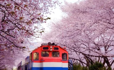 Cherry blossoms in full bloom Stock Photos