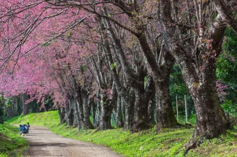 Cherry blossoms in full bloom Stock Photos